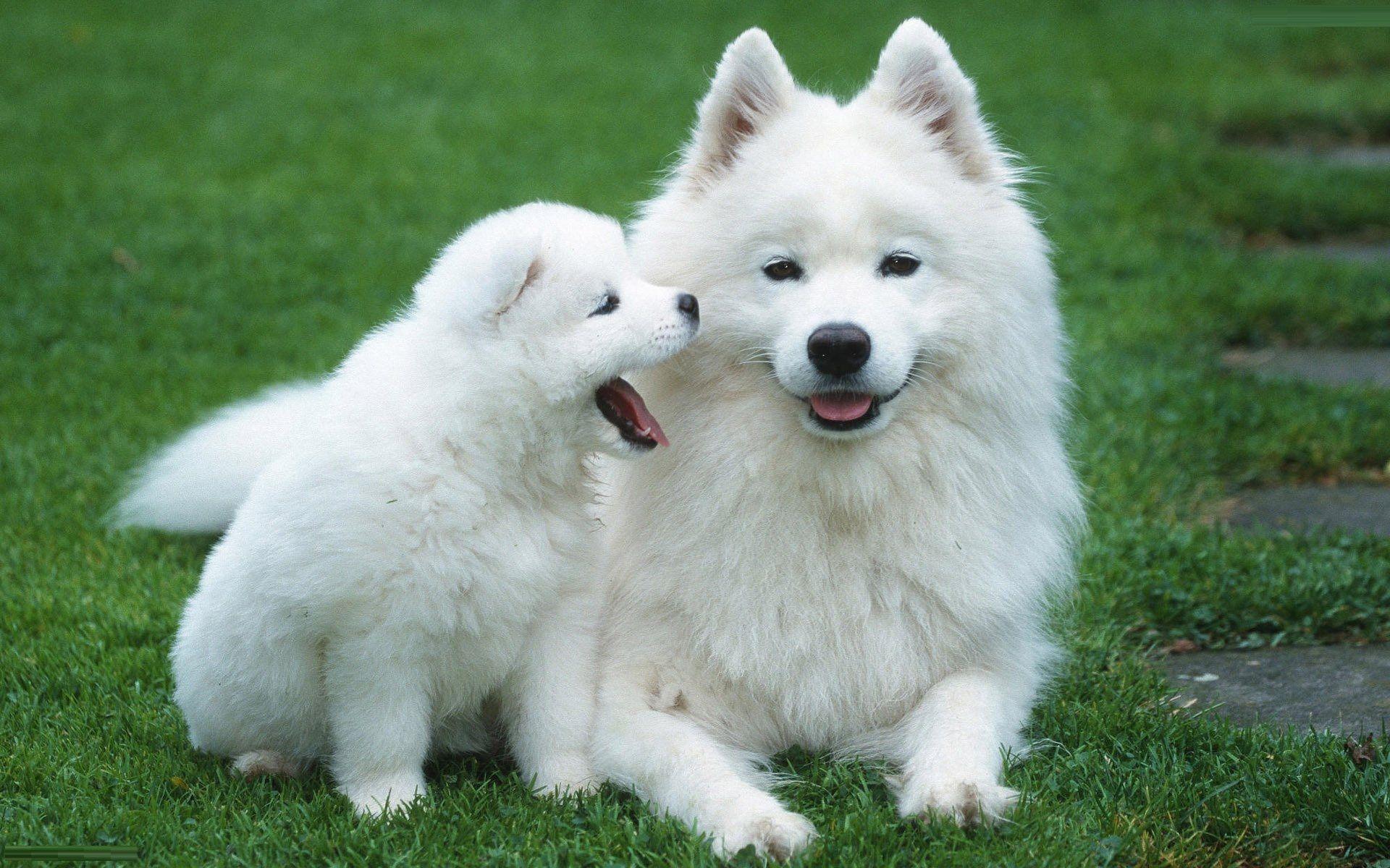 1920x1200 White Dog