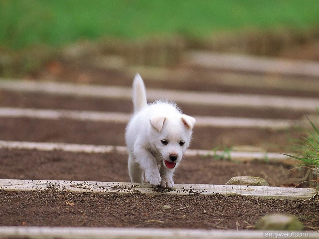 1024x768 Cute white puppies, Dog wallpaper .com