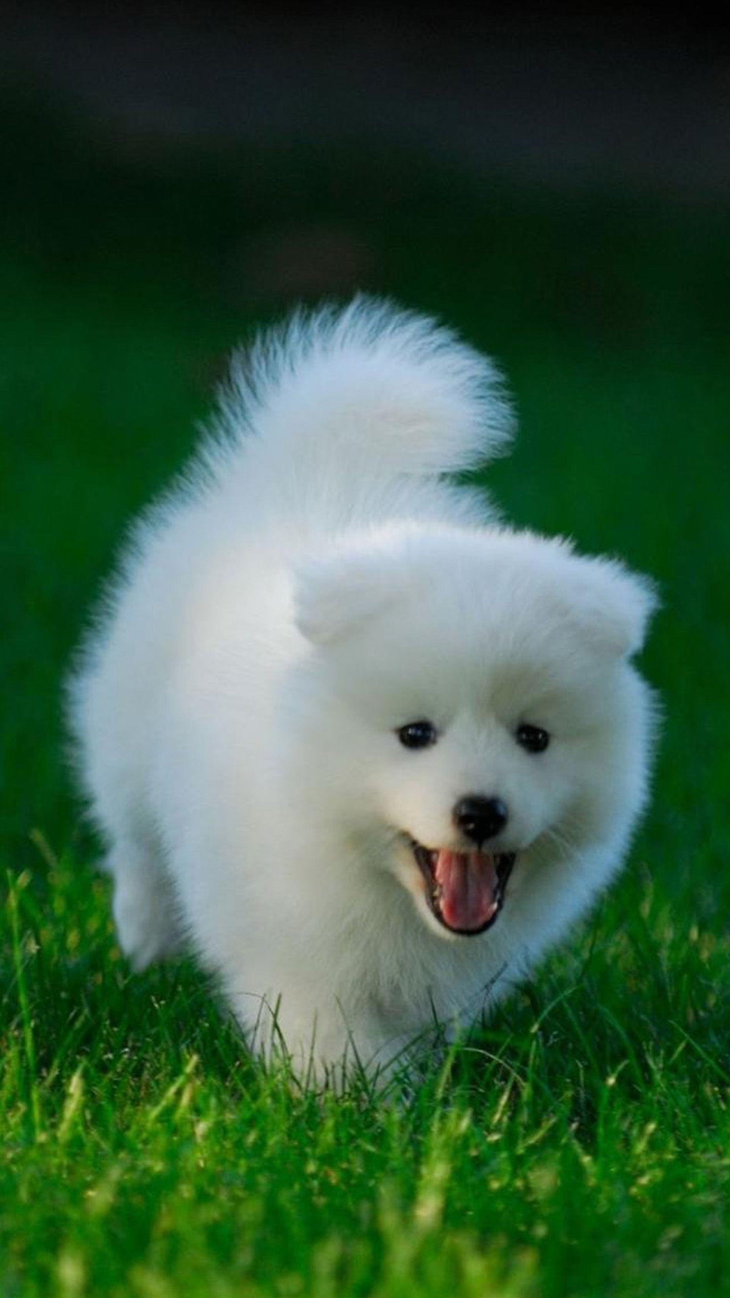 1440x2560 White Wallpaper Of