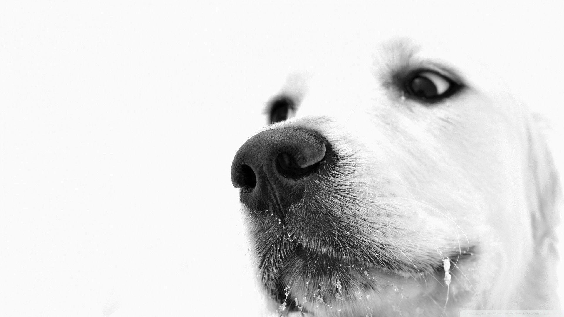 1920x1080 Black Dog Wallpaper High Quality .com