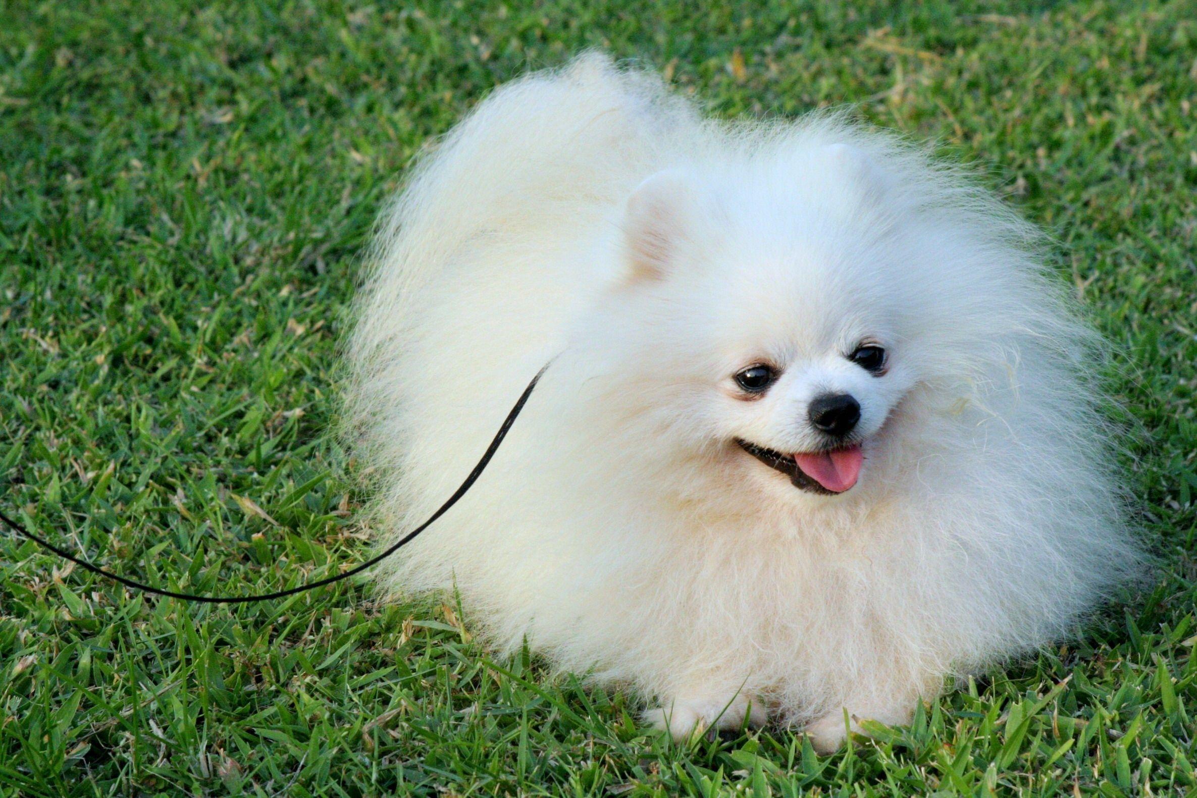 2371x1581 White, Small, Dog, Wide, HD, Wallpaper .