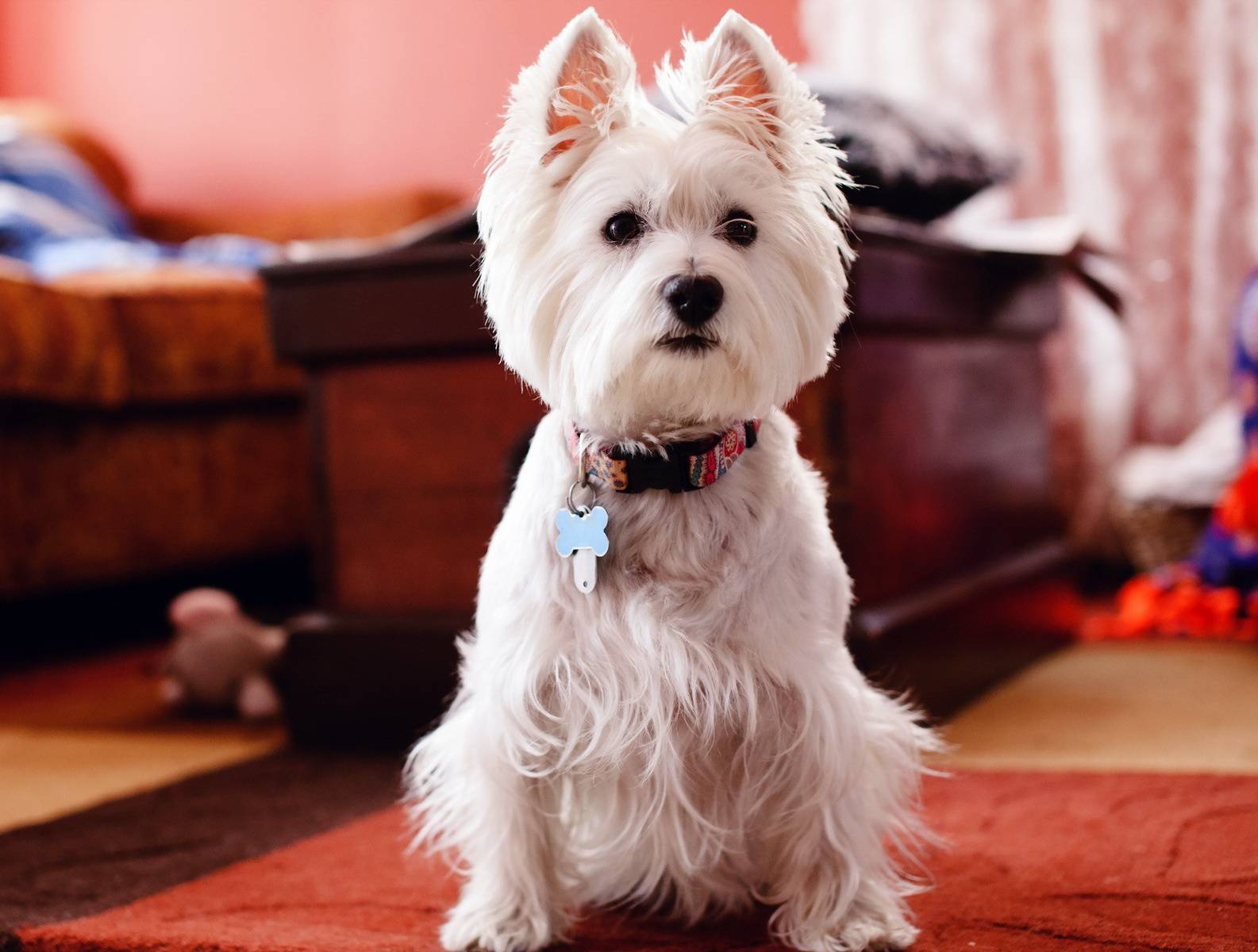 1585x1200 Cute White Dog wallpaper by kero2011 .