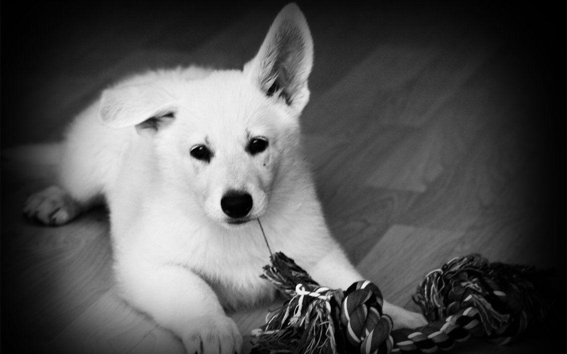 1131x707 White Dog .itl.cat