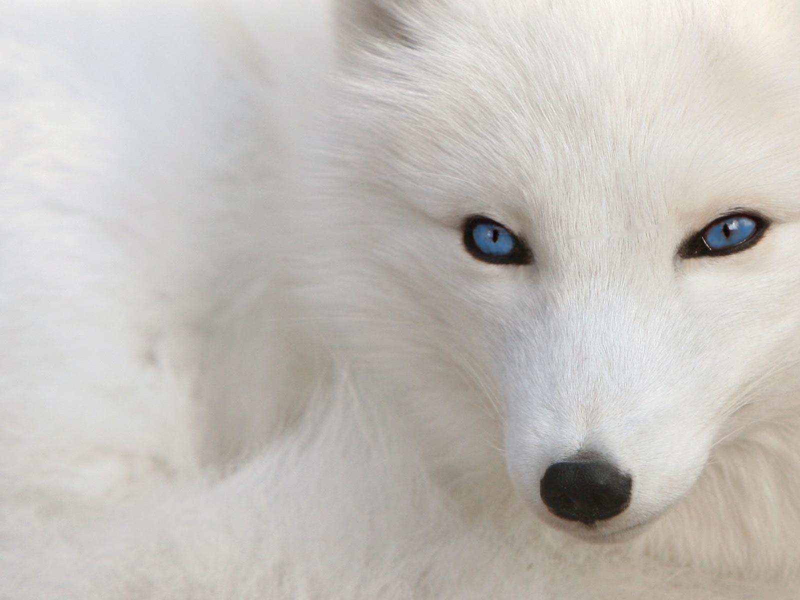 1600x1200 White Dog Wallpaper Wallpaper 1600x1200avante.biz