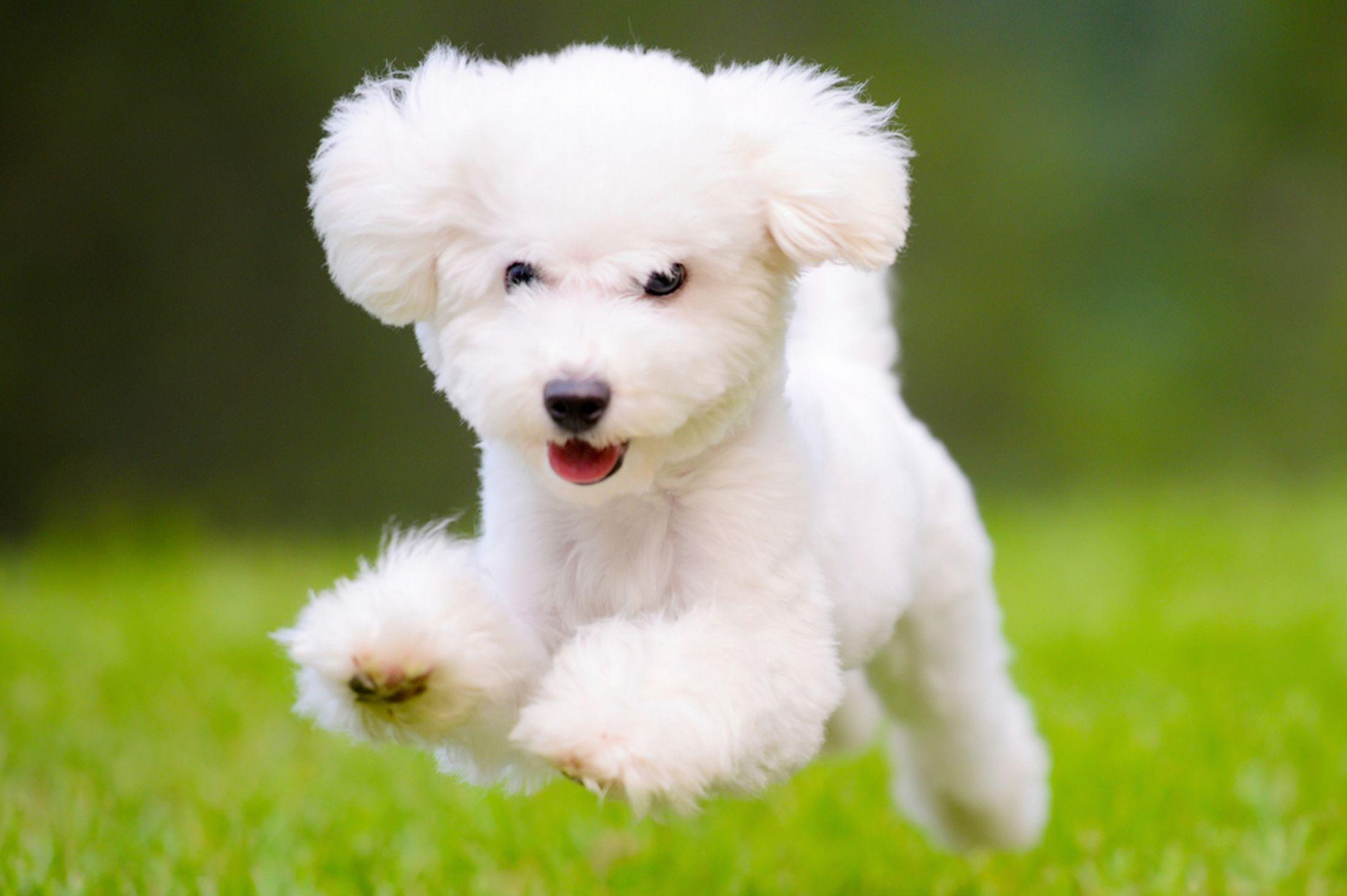 2197x1463 White Dog