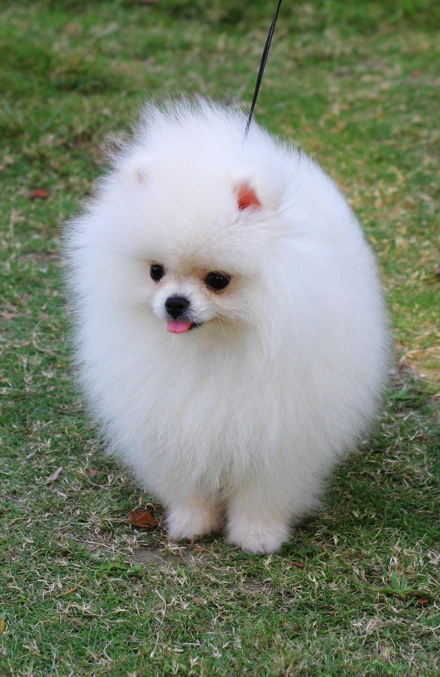 867x1334 White Pomeranian dog photo .