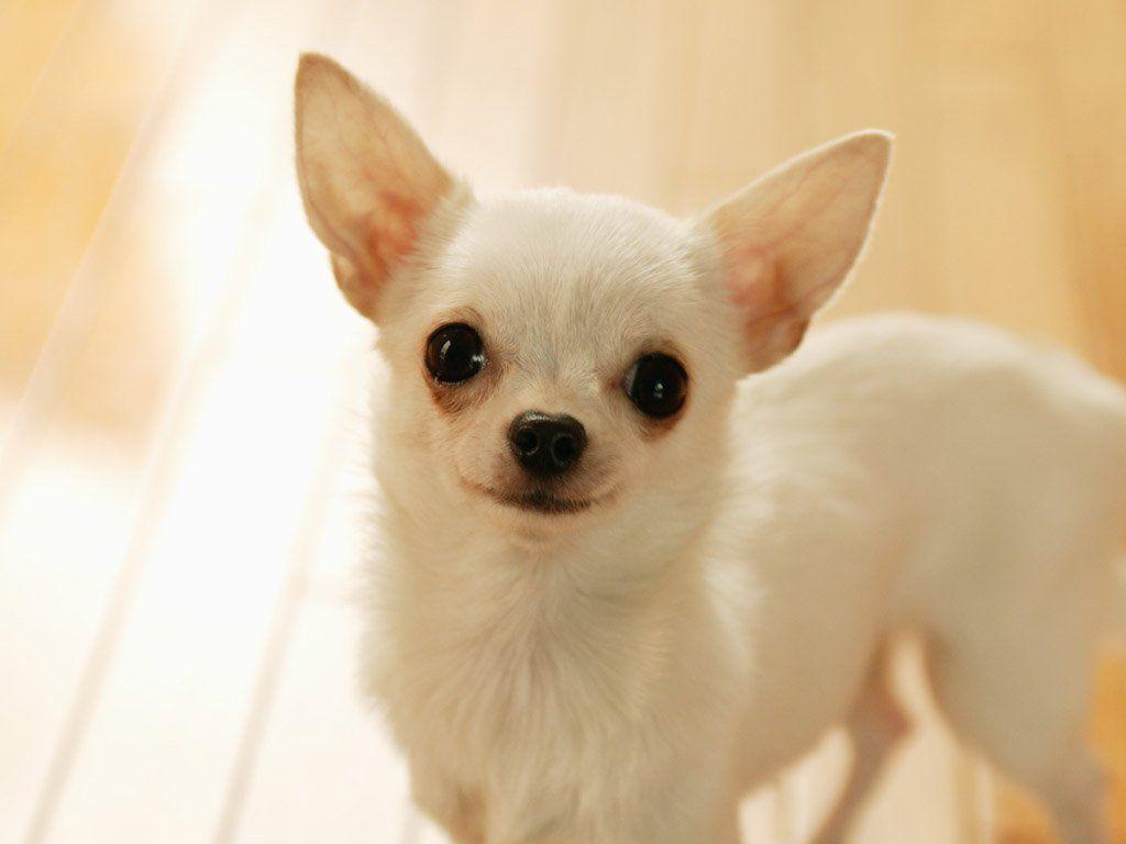 1024x768 Smile Little White Dog Wallpaper .petsanimalphotos.