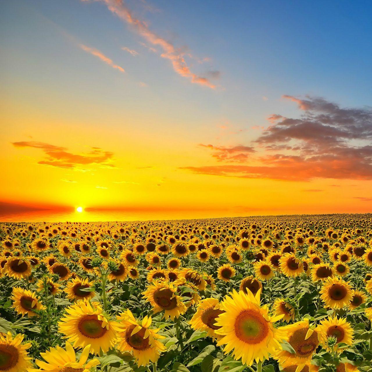 1280x1280 Sunset Over Sun Flowers Field #iPad .com
