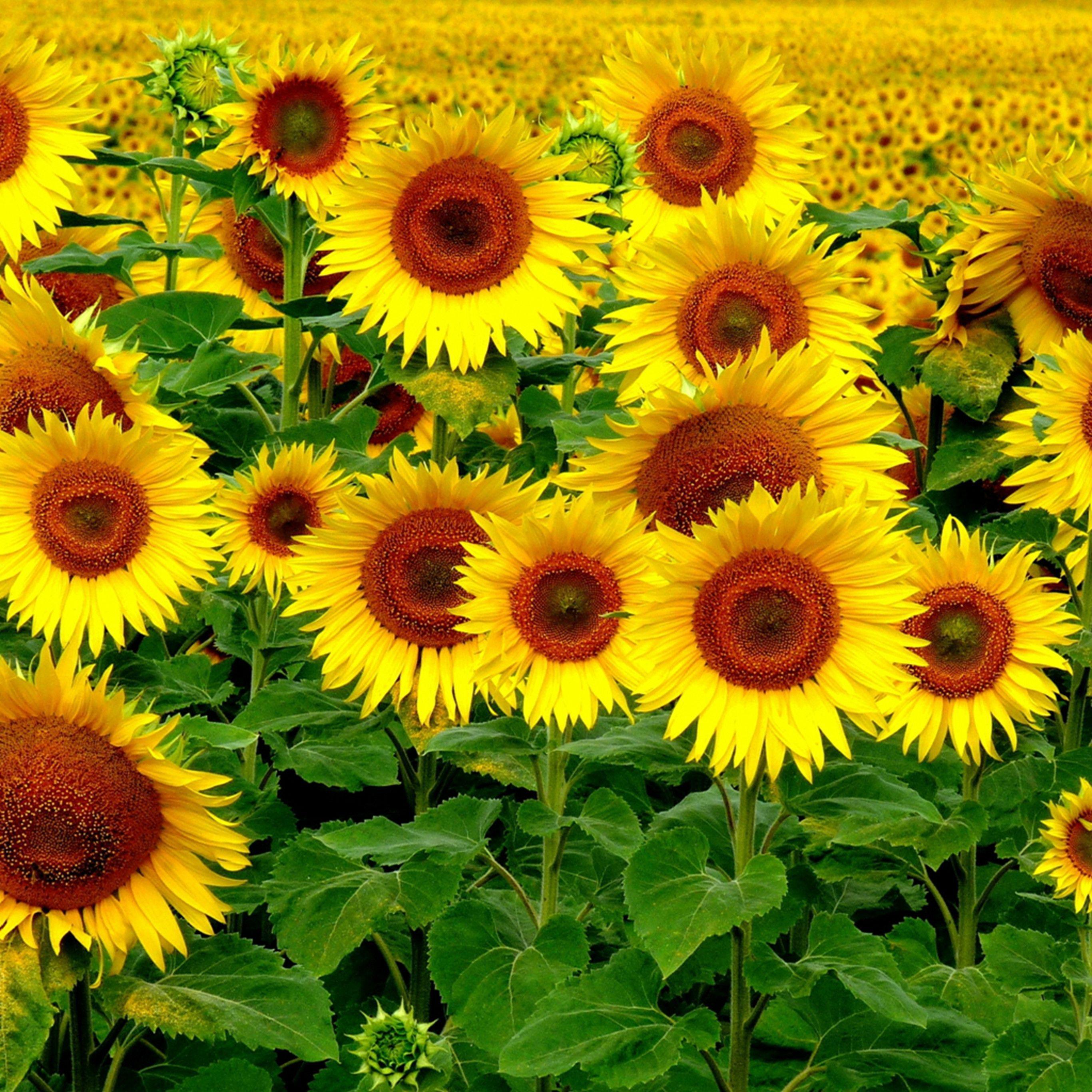 Sunflower iPad Wallpapers Top Free Sunflower iPad Backgrounds