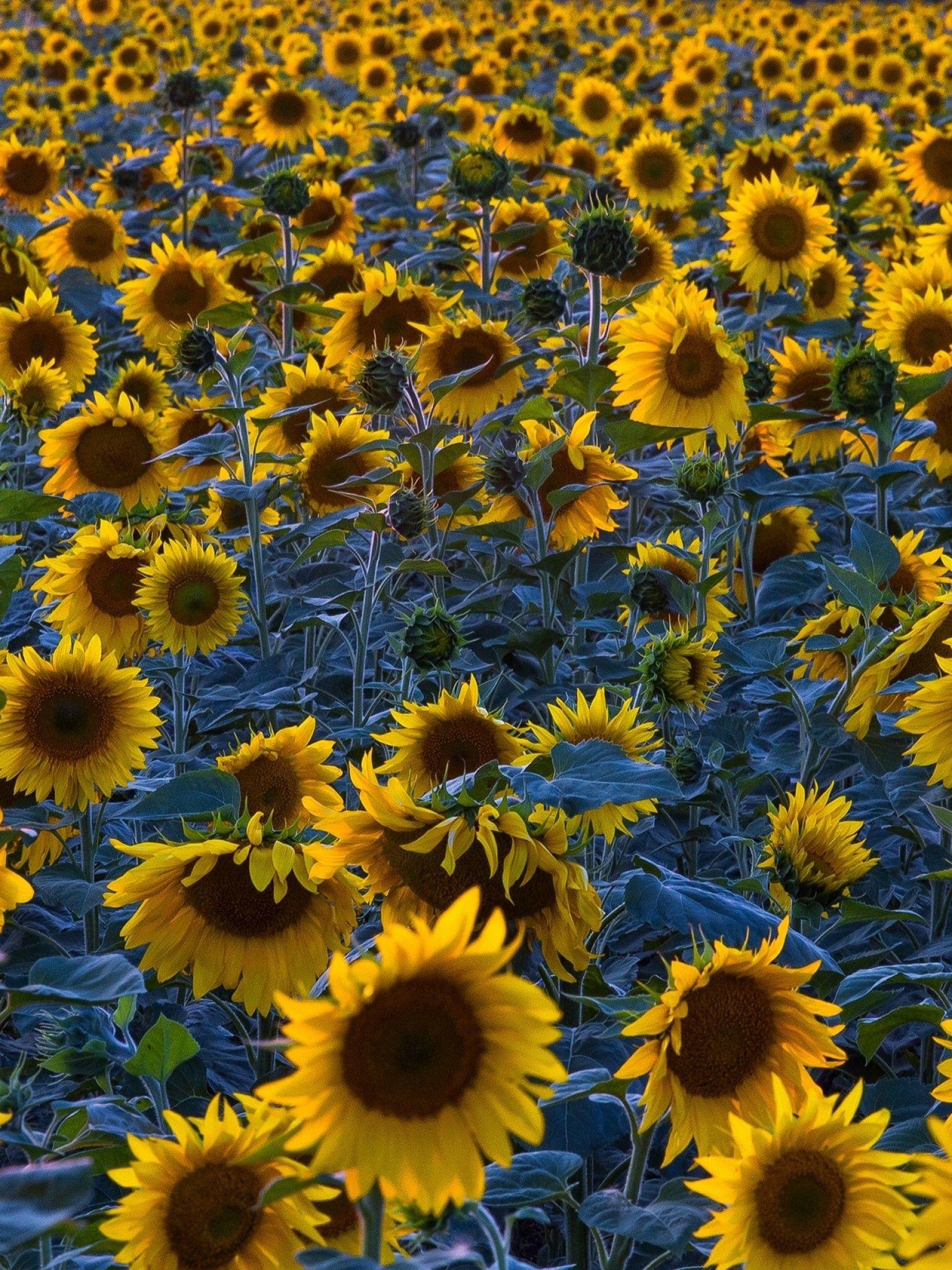 Sunflower iPad Wallpapers Top Free Sunflower iPad Backgrounds