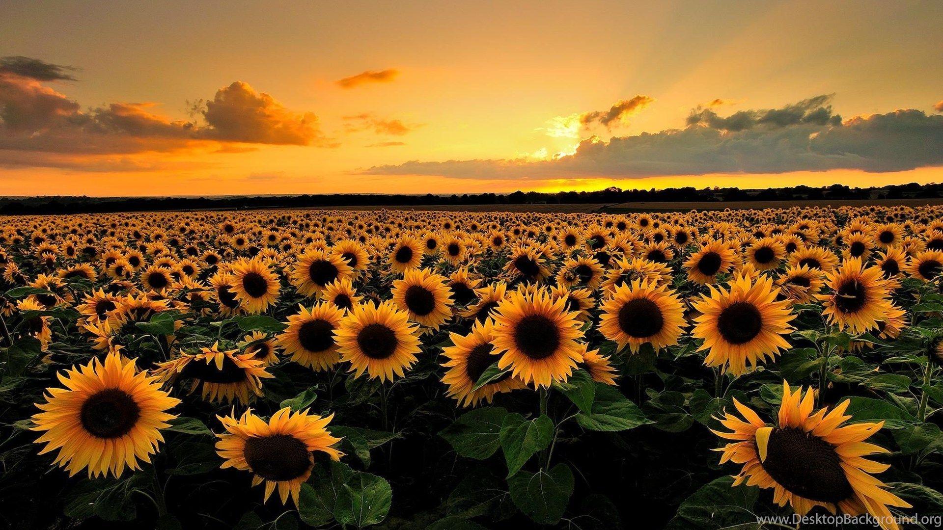 Sunflower iPad Wallpapers Top Free Sunflower iPad Backgrounds