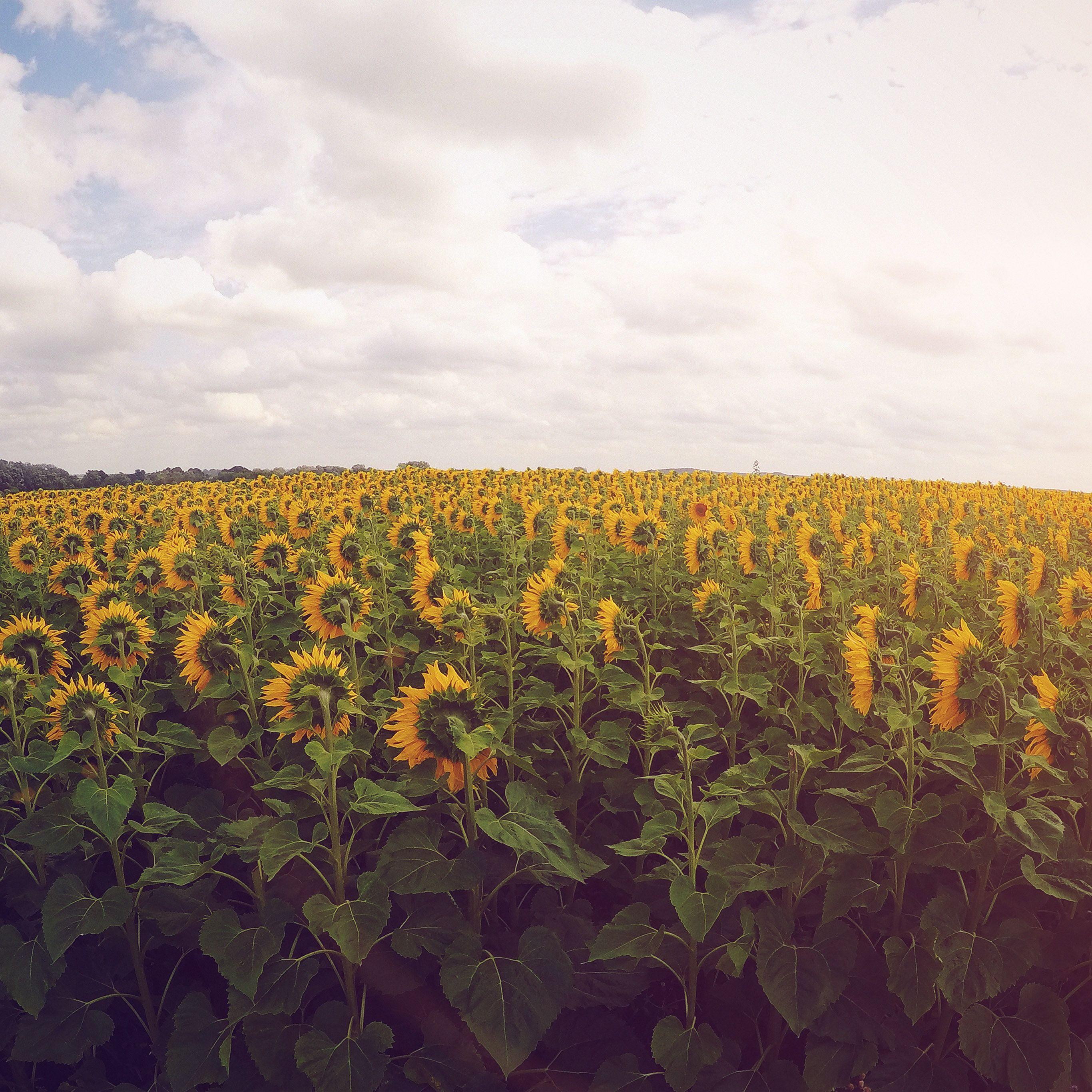 Sunflower iPad Wallpapers Top Free Sunflower iPad Backgrounds