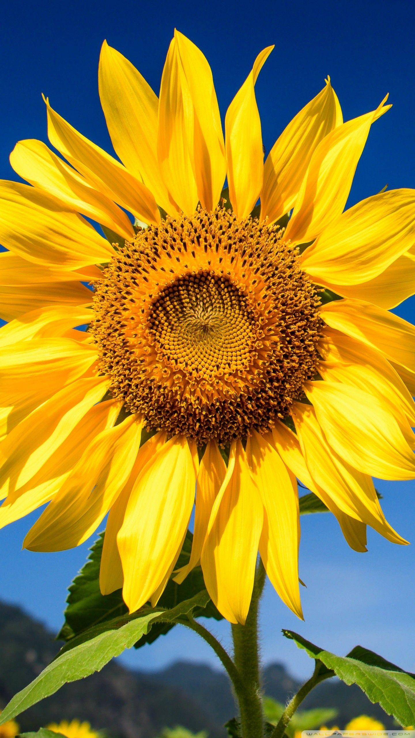 Sunflower iPad Wallpapers Top Free Sunflower iPad Backgrounds
