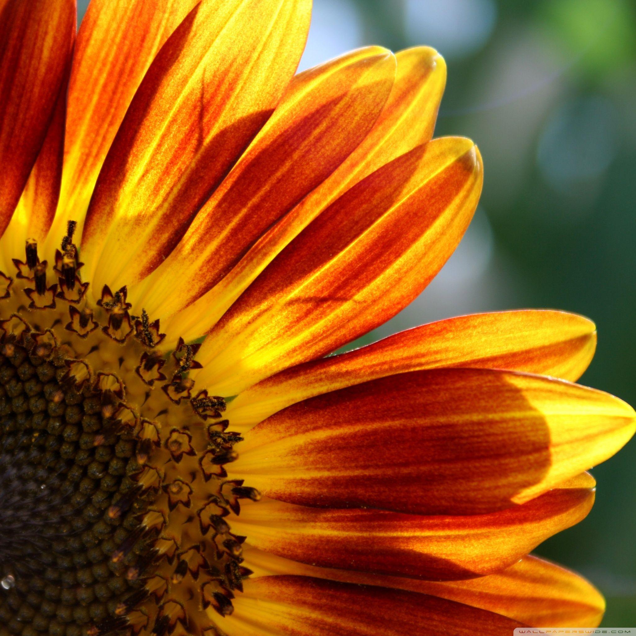 Sunflower iPad Wallpapers Top Free Sunflower iPad Backgrounds