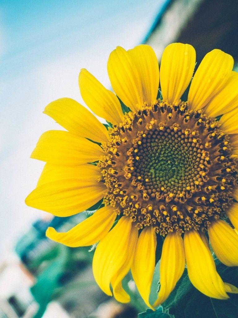 768x1024 Yellow Wallpaper for Apple iPad .