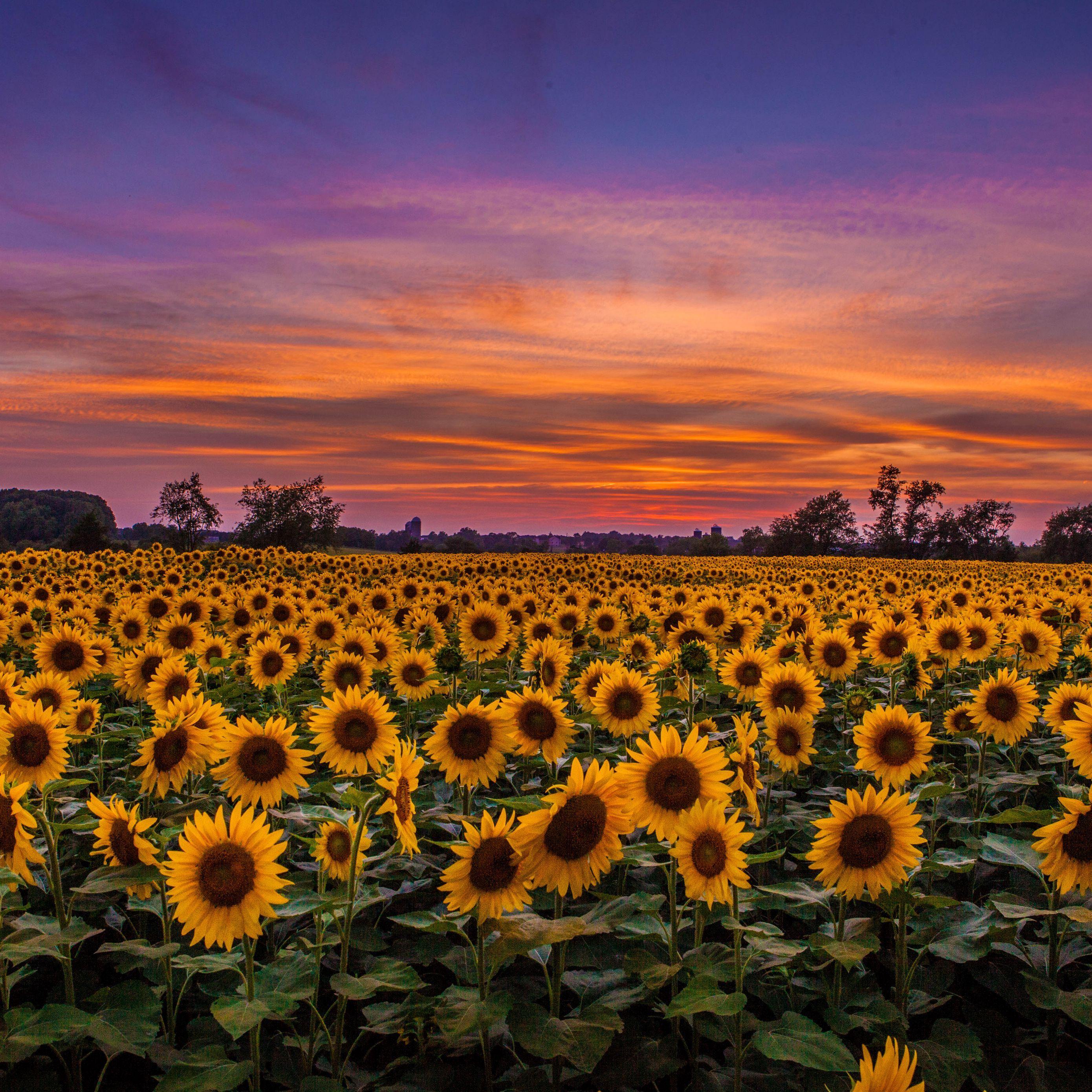 Sunflower iPad Wallpapers Top Free Sunflower iPad Backgrounds