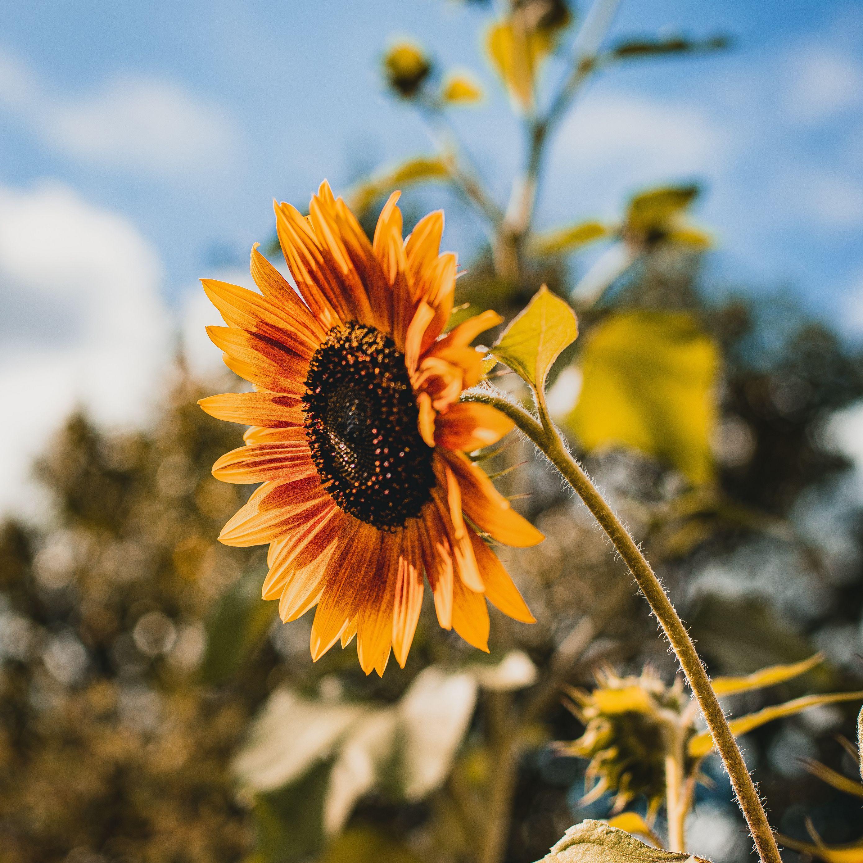 Sunflower iPad Wallpapers Top Free Sunflower iPad Backgrounds