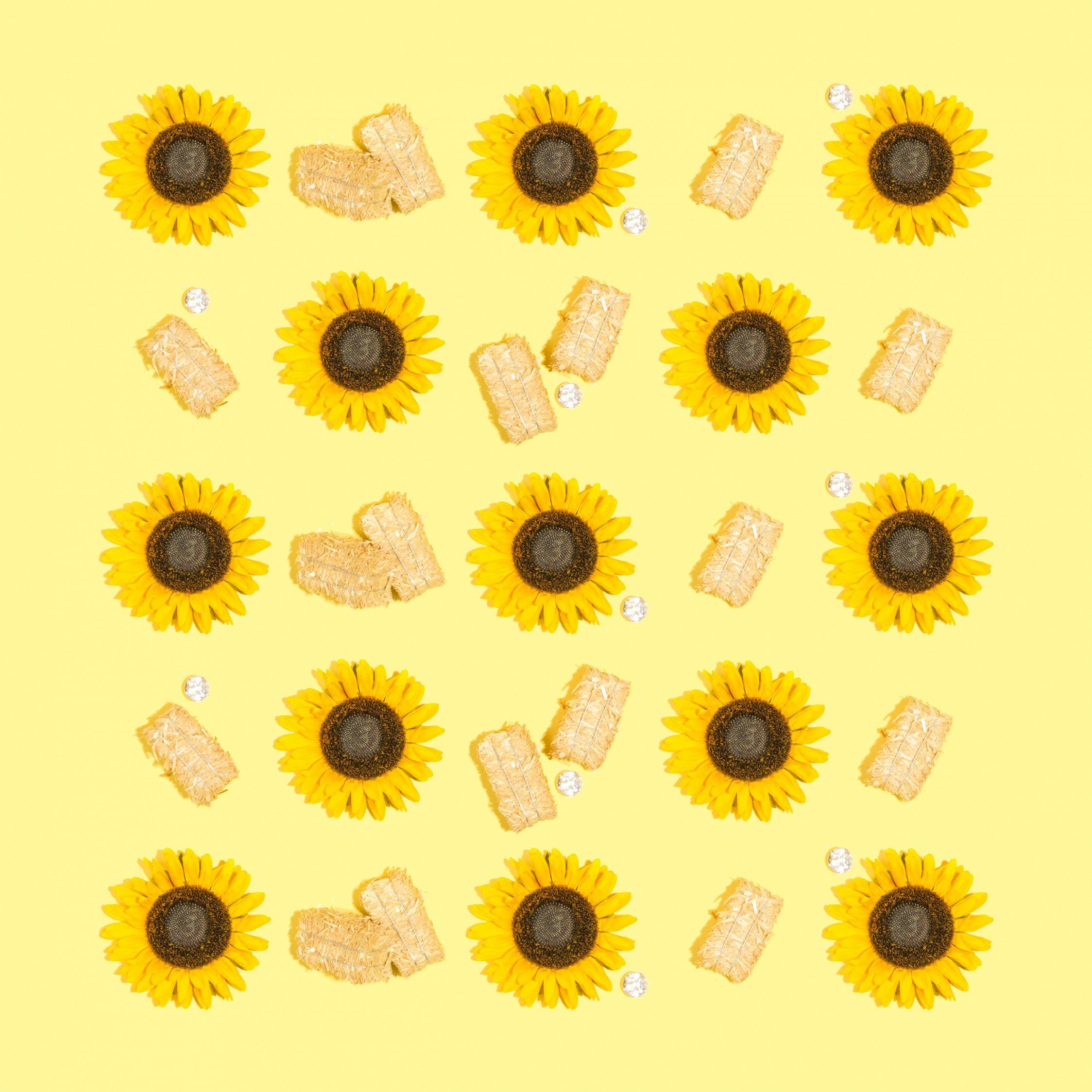 2248x2248 Download Sunflower, yellow flowers .
