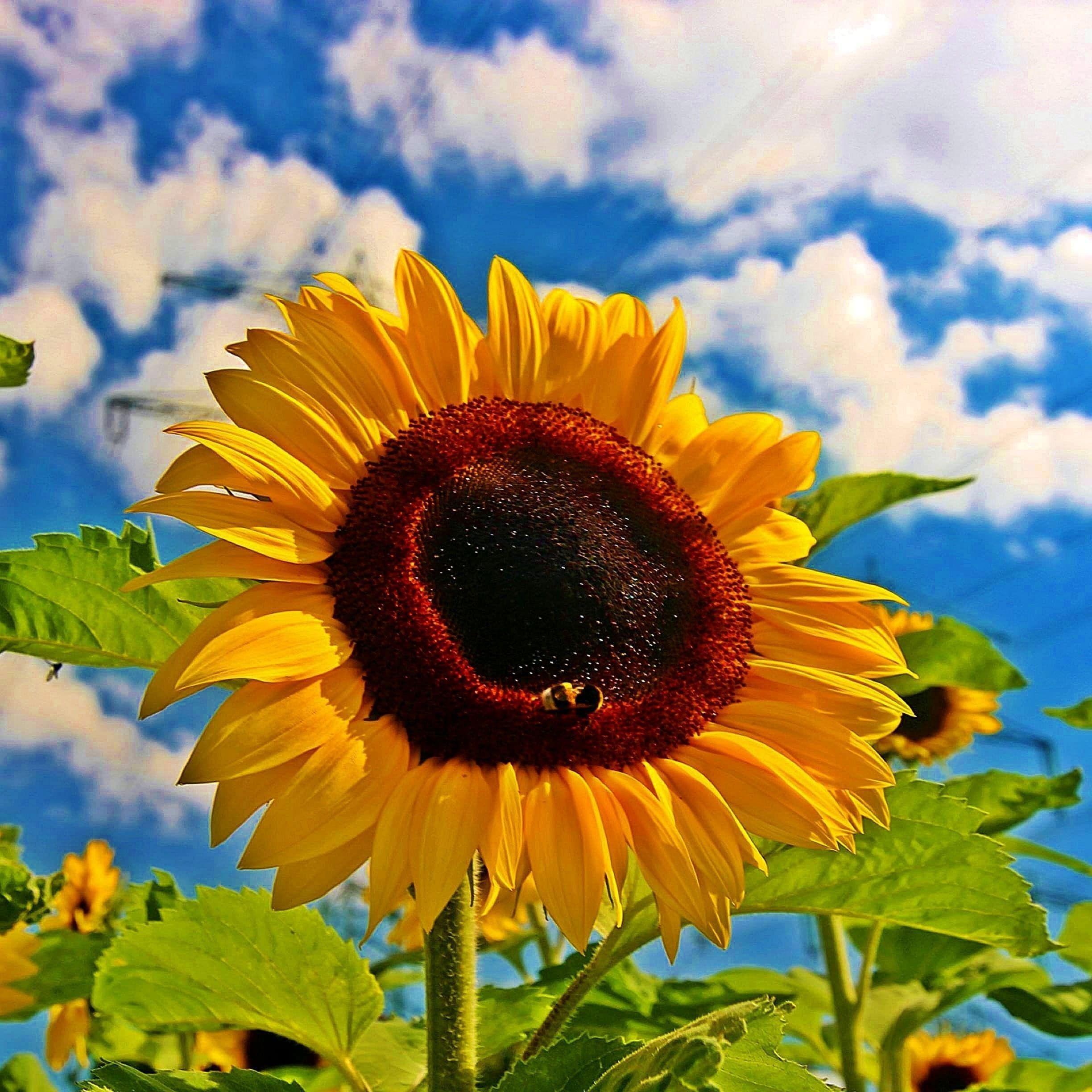 Sunflower iPad Wallpapers Top Free Sunflower iPad Backgrounds