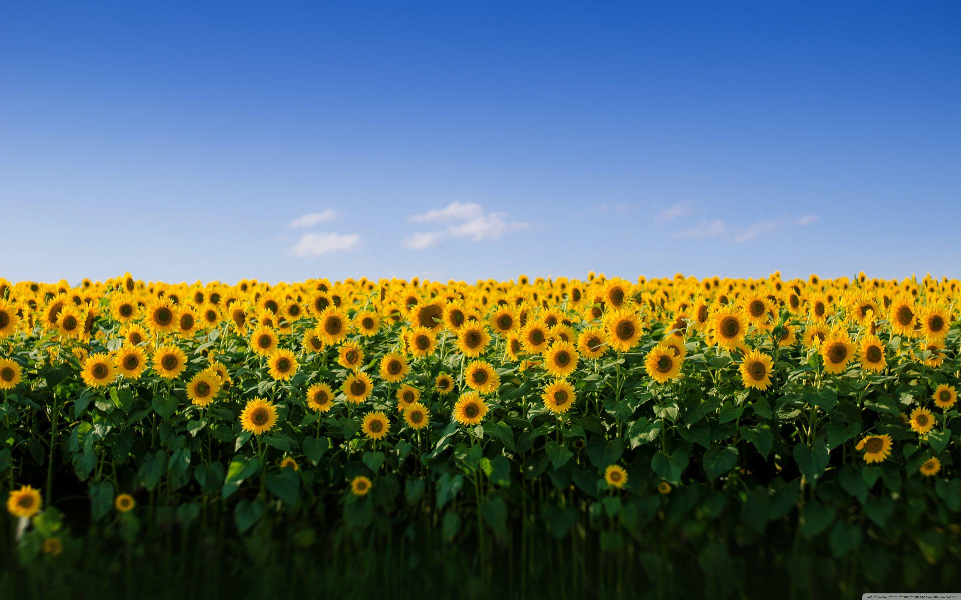 3840x2400 Aesthetic Sunflower Wallpaper For iPad .novocom.top