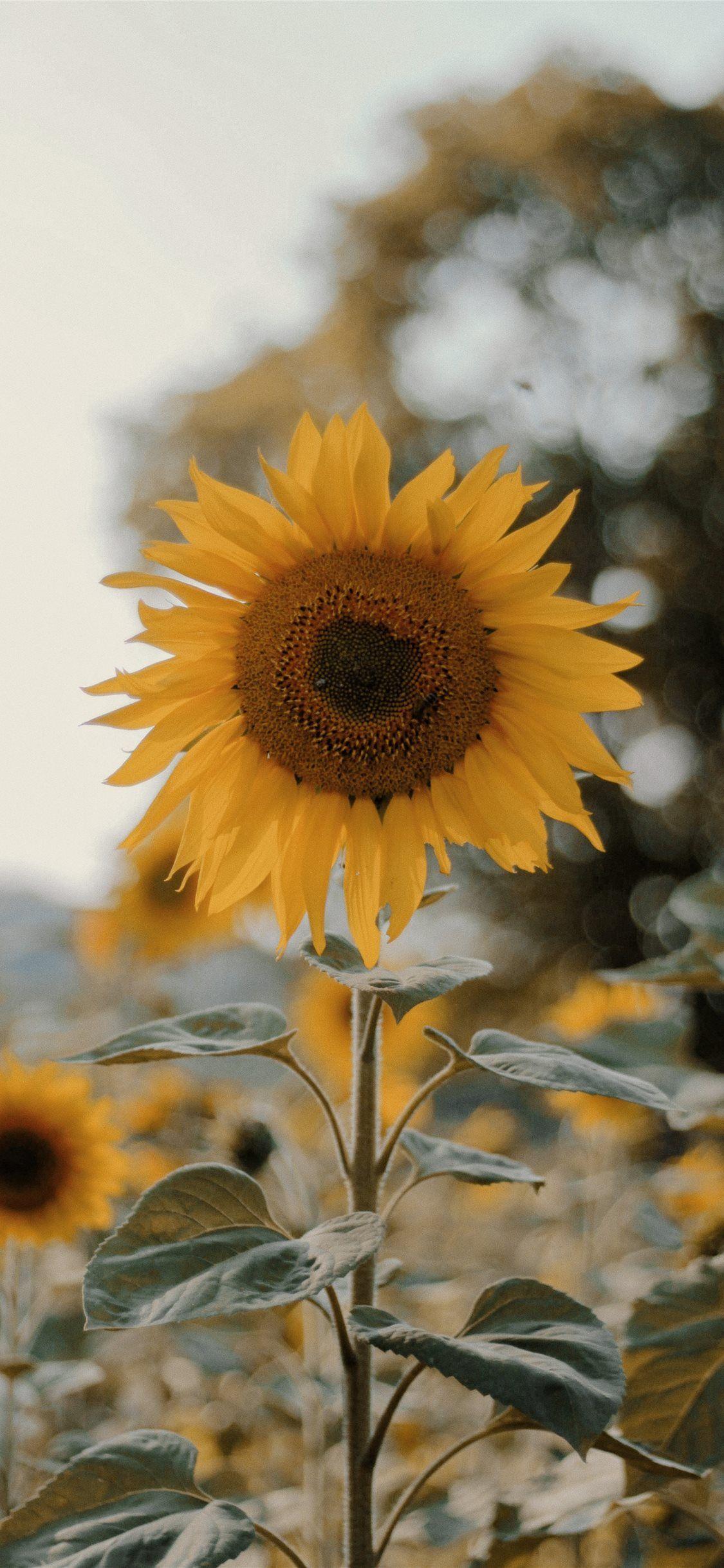 Sunflower iPad Wallpapers - Top Free Sunflower iPad Backgrounds ...