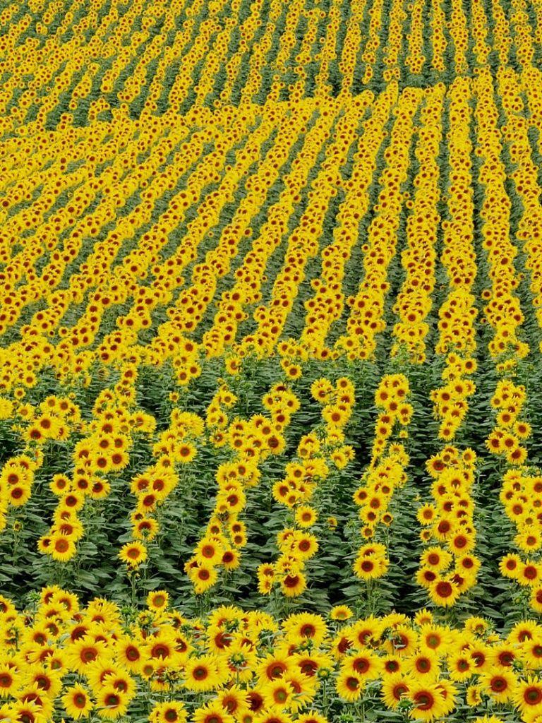 Sunflower iPad Wallpapers Top Free Sunflower iPad Backgrounds