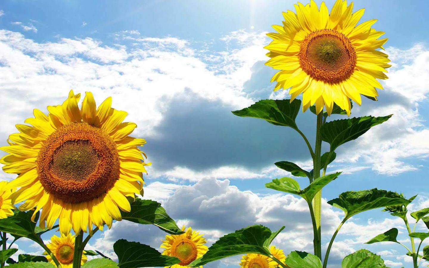 1440x900 Free download image Sunflowers Desktop .