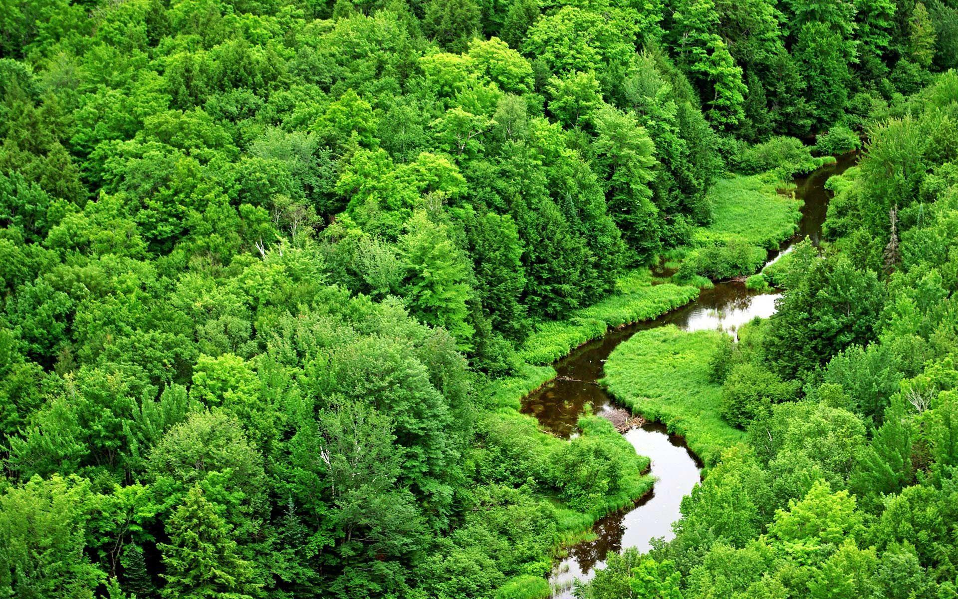 1920x1200 Forest Green Scenery Wallpaper .com