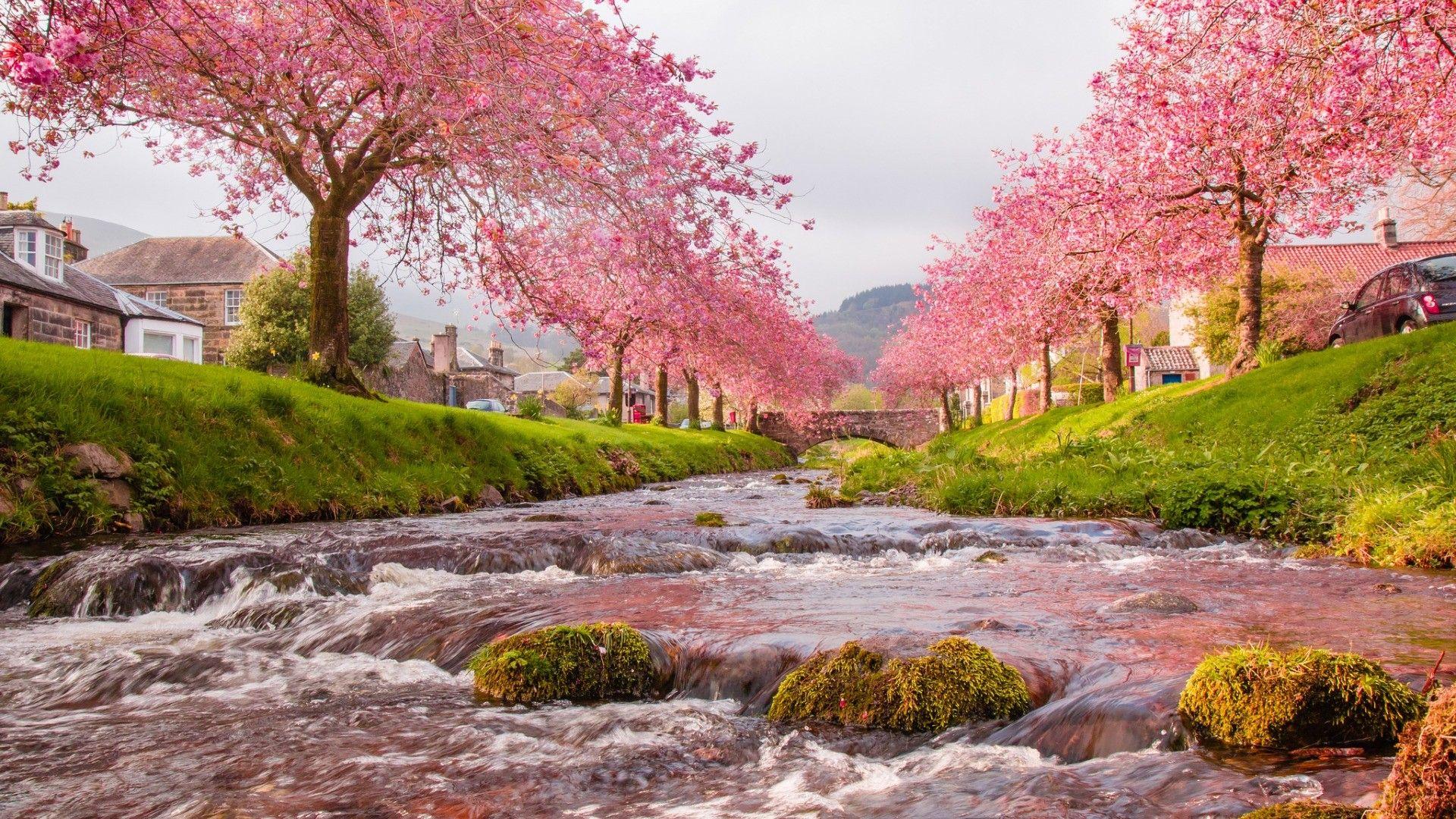 1920x1080 Rivers sky flowers trees river house .