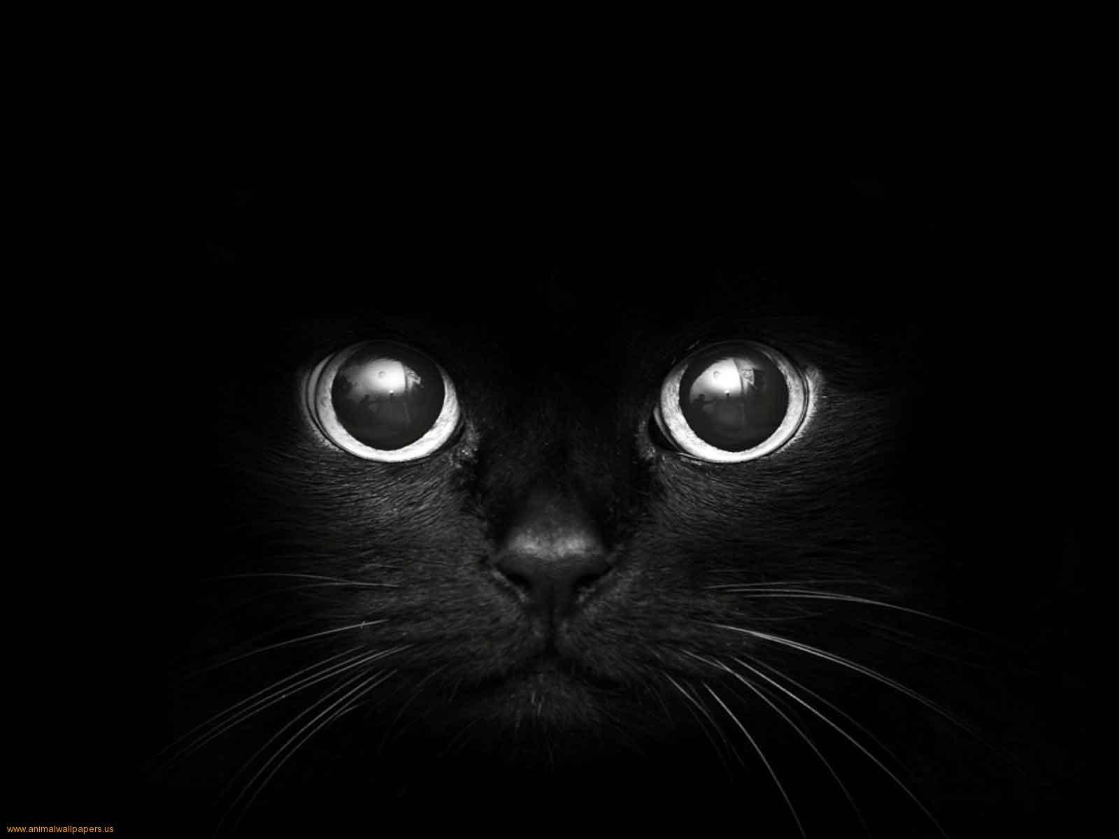 1600x1200 Free download Animals Zoo Park Black .
