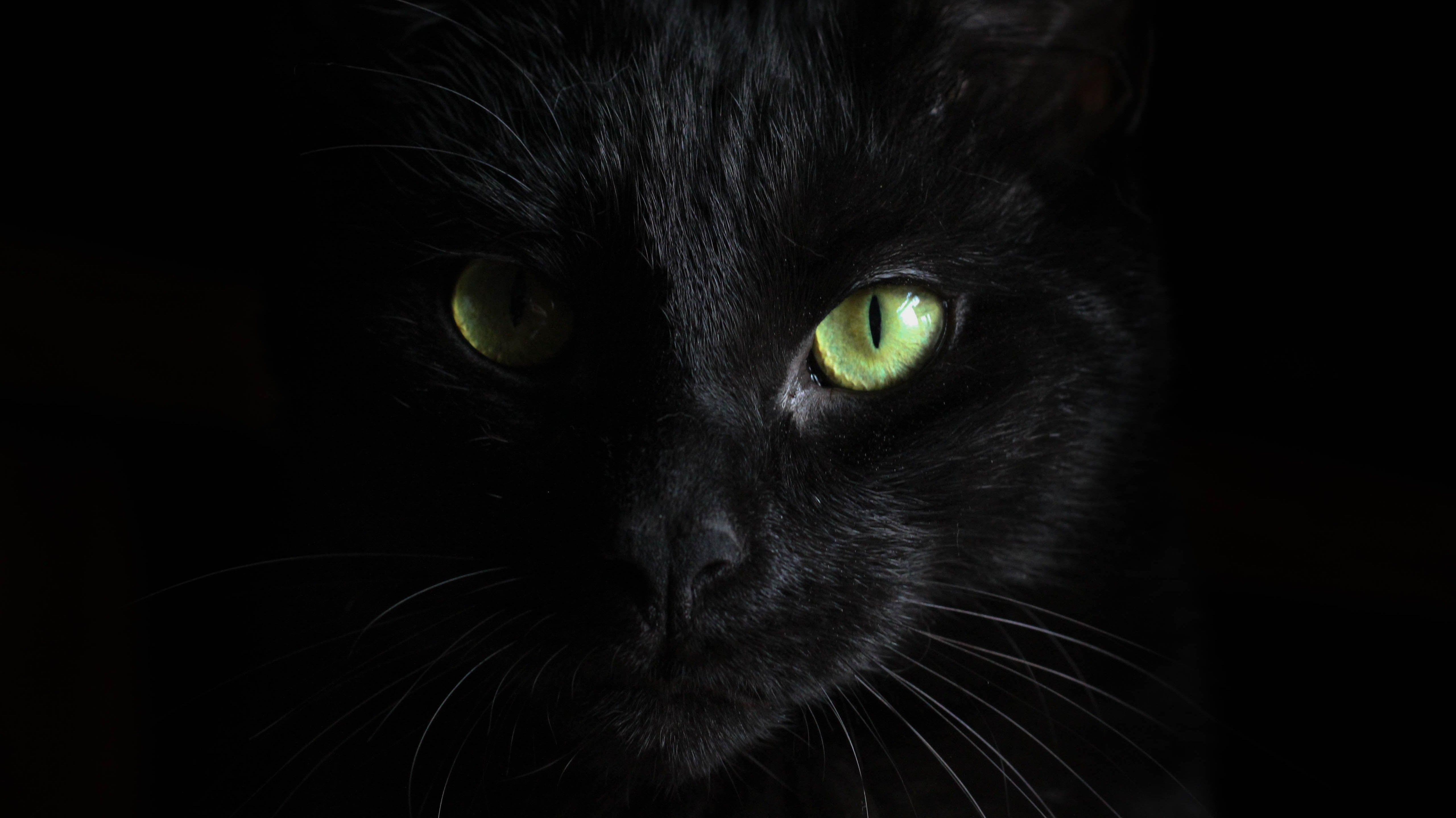 5120x2879 Yellow Eye of Black Cat Dangerous 5K .