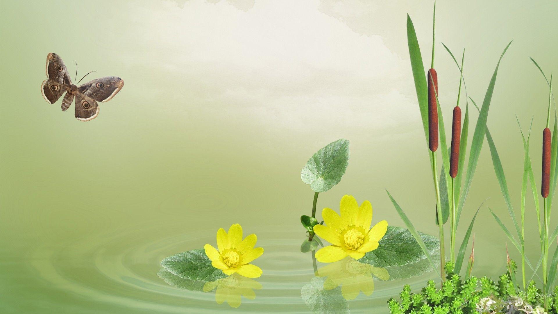 1920x1080 green nature butterfly green river .