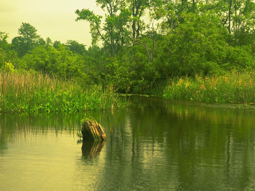 1024x768 Wallpaper Wallpaper : Green