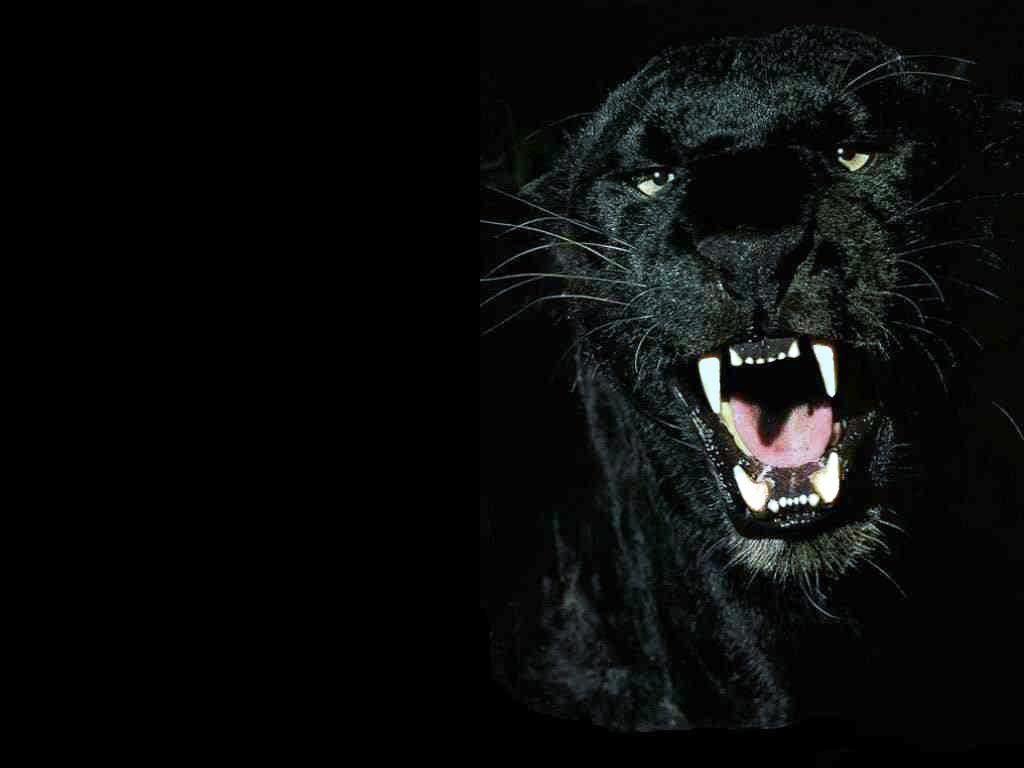 1024x768 Download Black Panther Wallpaper 1024x768