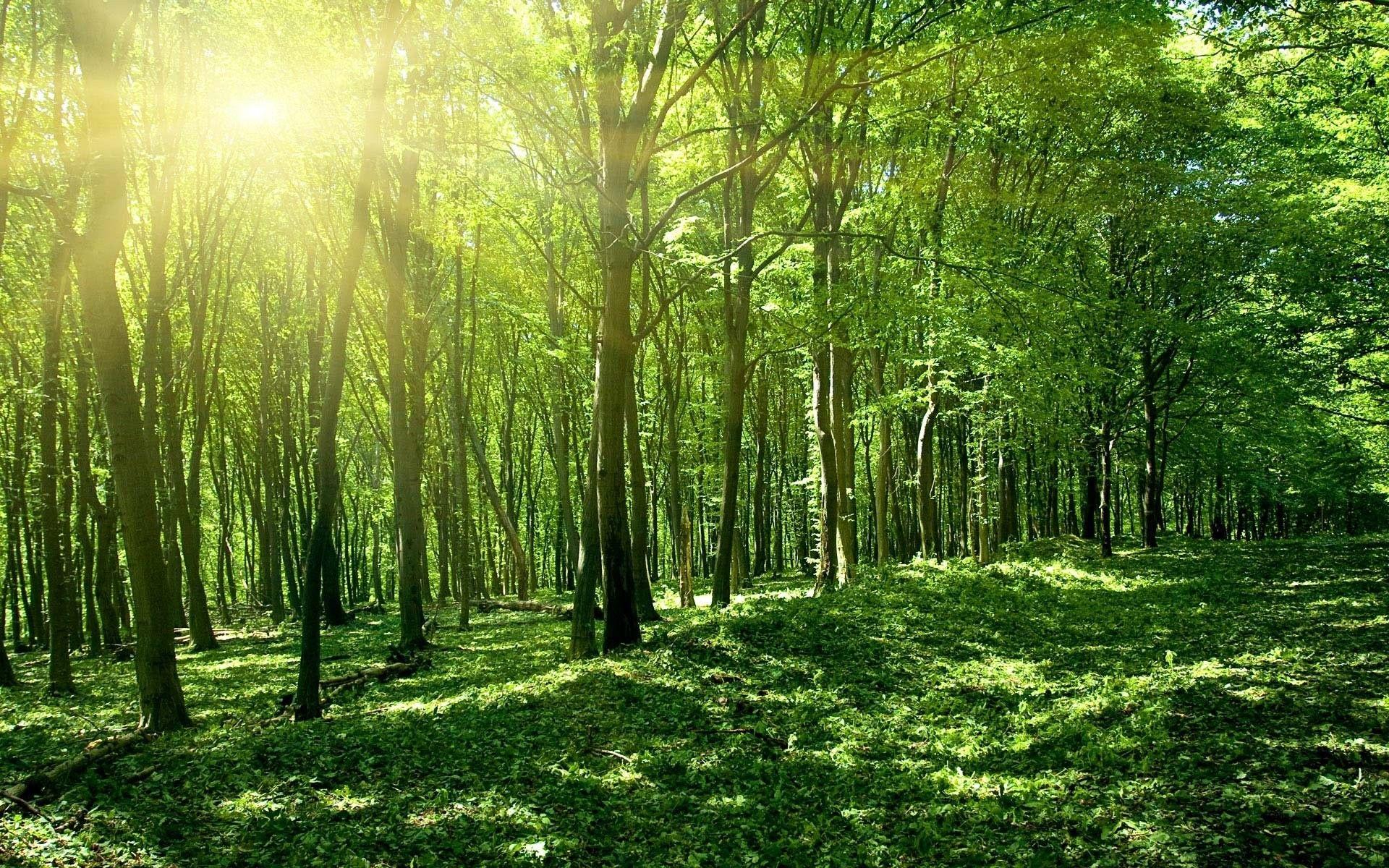 1920x1200 Green, River Background, forest View .