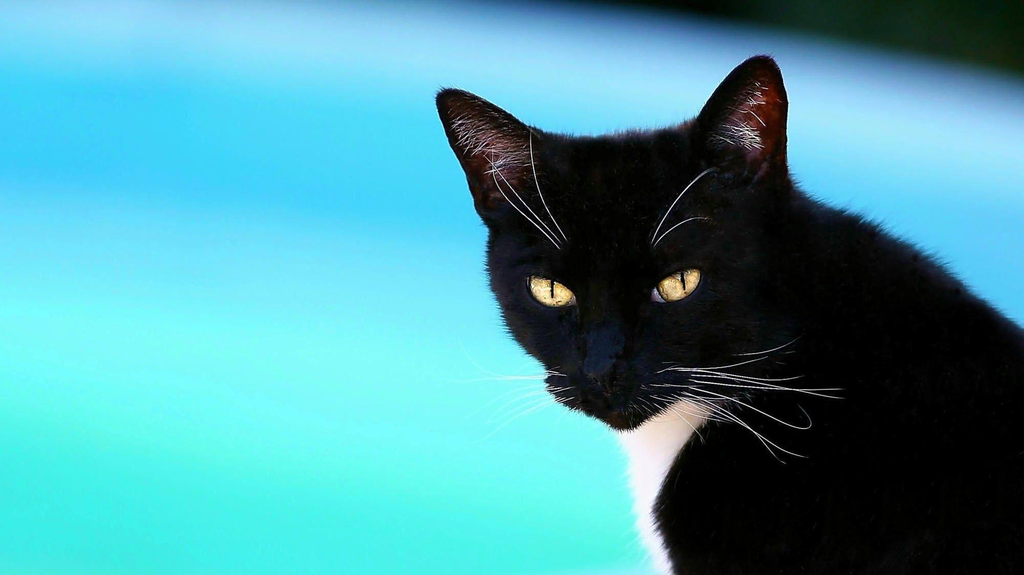 2000x1124 Yellow Dangerous Eye of Black Cat. HD .