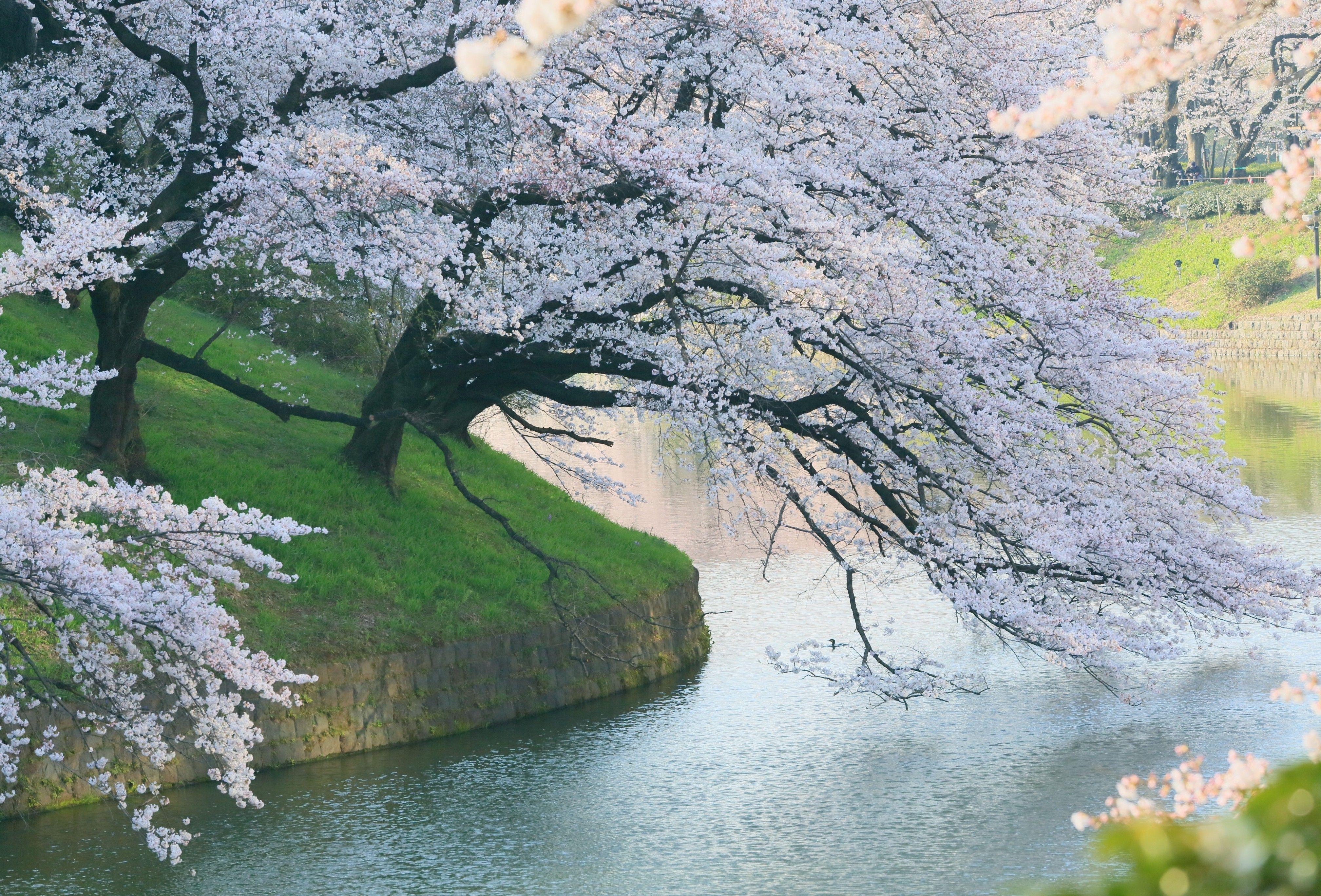 4032x2736 White Flowers, River, Spring .