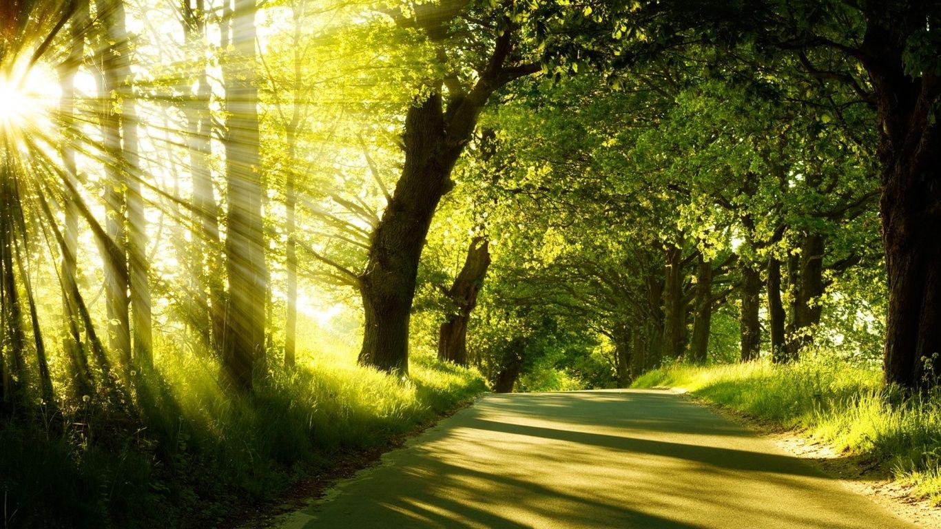 1366x768 Sunny Day Wallpaper Free Download