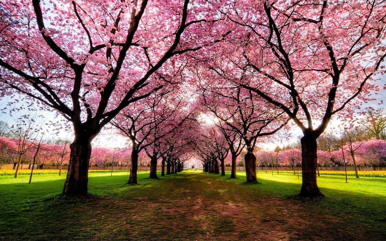 1280x800 Grass: View Sunny Pink Road Trees Landscape Leaves Peaceful Colorful