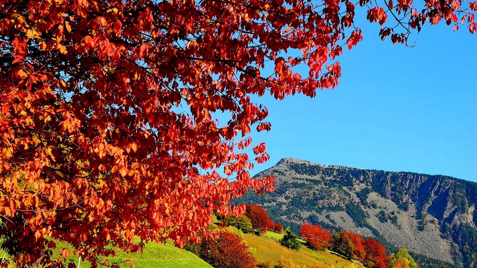 1920x1080 Misc: Autumn Landscape Hills Colorful Grass Slope Branches Mountain