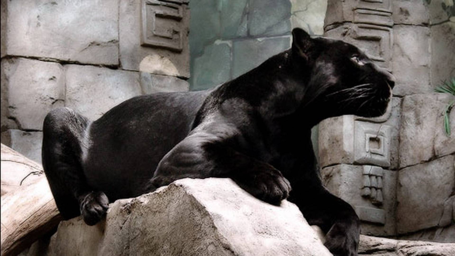 1920x1080 Cool Black Panther HD Desktop Wallpaper, Instagram photo, Background