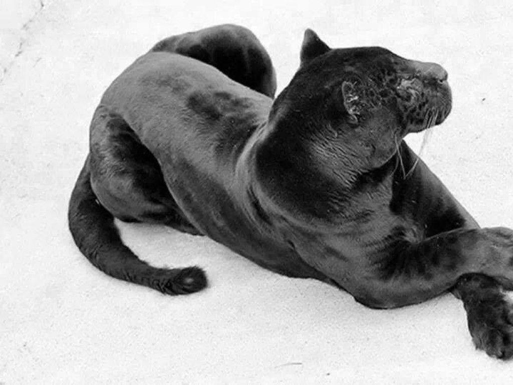 1024x768 Cats: Black Panther Relaxing Big Cats Animals Panthers Felines High
