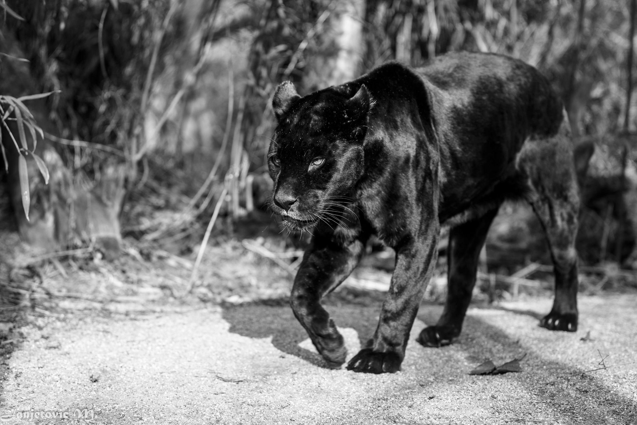 2048x1365 Black Jaguar Wallpaper