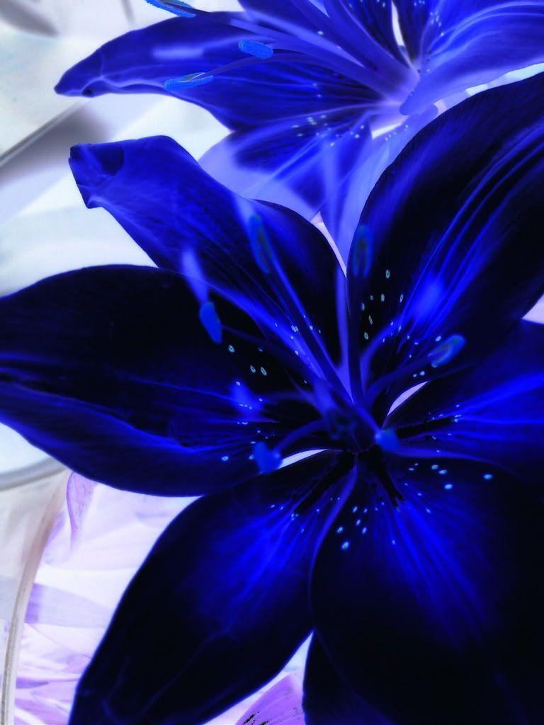 Blue Lily Wallpapers - Top Free Blue Lily Backgrounds - WallpaperAccess