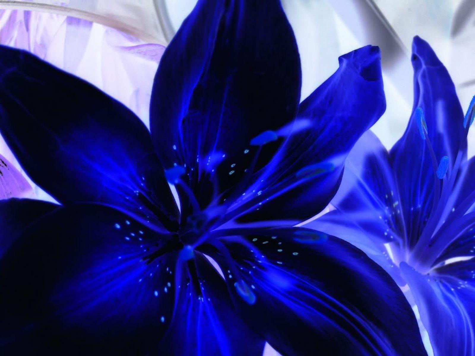 Blue Lily Wallpapers - Top Free Blue Lily Backgrounds - WallpaperAccess