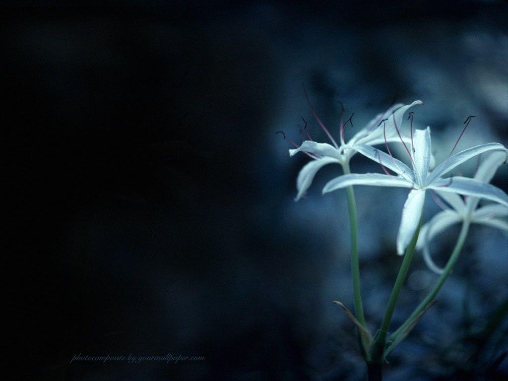 Blue Lily Wallpapers - Top Free Blue Lily Backgrounds - WallpaperAccess