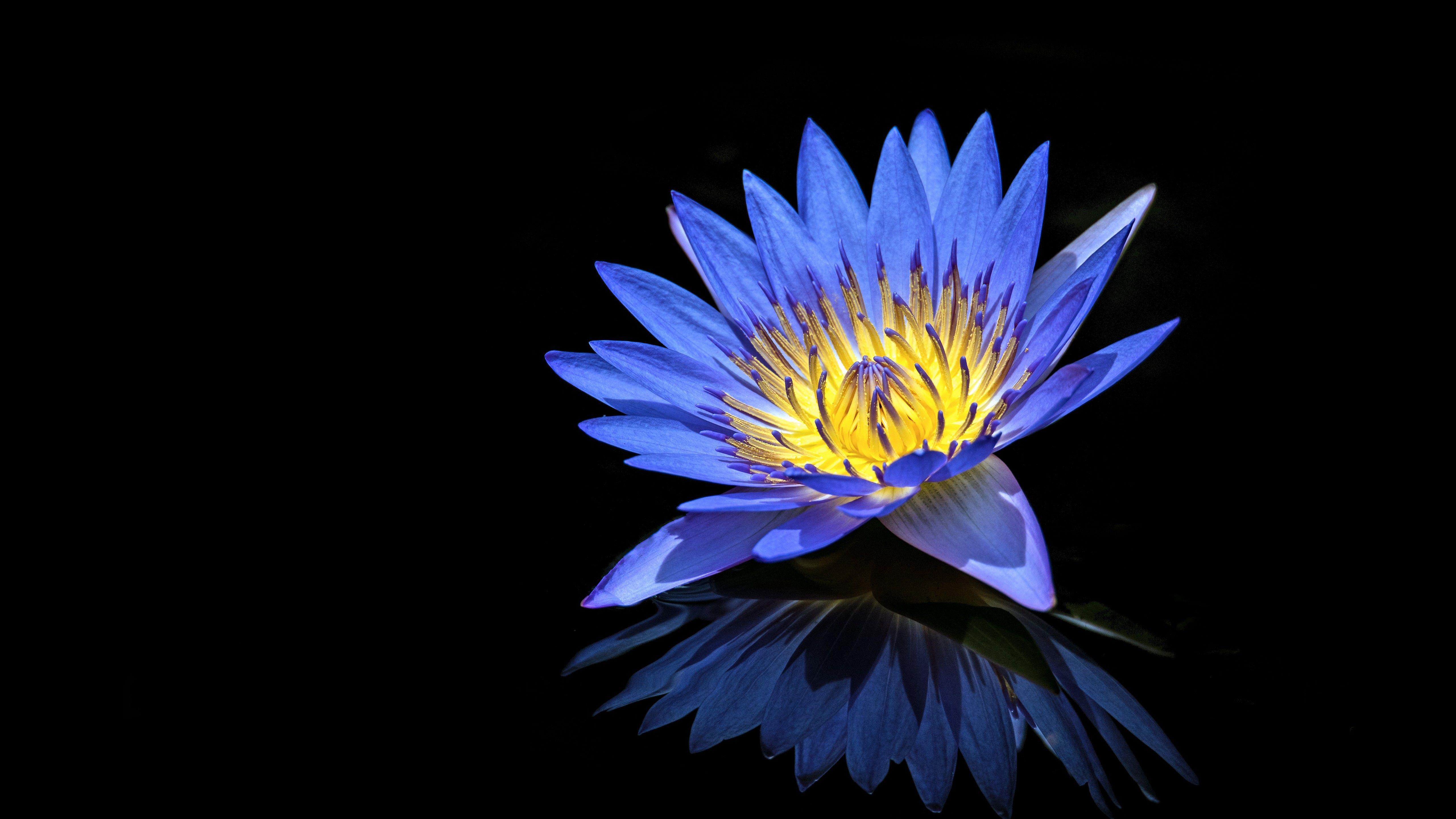 Blue Lily Wallpapers - Top Free Blue Lily Backgrounds - WallpaperAccess