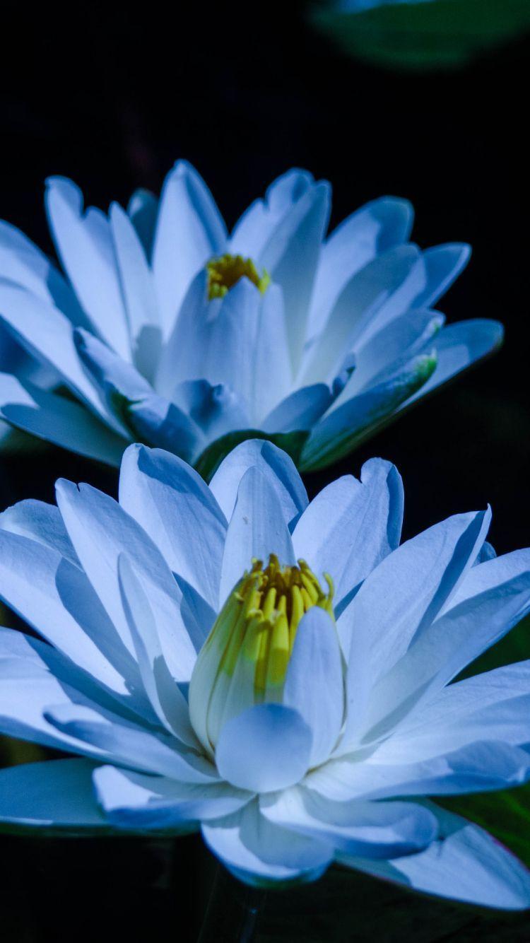 Blue Lily Wallpapers - Top Free Blue Lily Backgrounds - WallpaperAccess