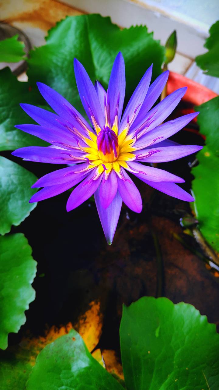 Blue Lily Wallpapers - Top Free Blue Lily Backgrounds - WallpaperAccess