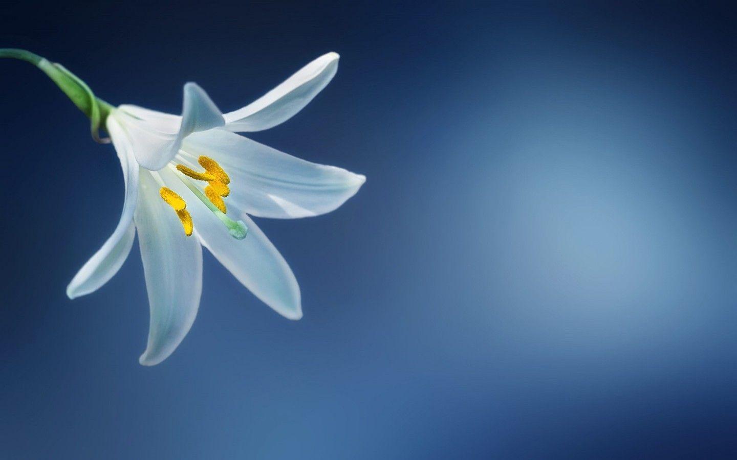 Blue Lily Wallpapers - Top Free Blue Lily Backgrounds - WallpaperAccess